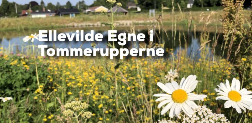 Tommeruppernes Lokalråd